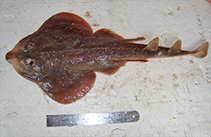 Image of Zapteryx brevirostris (Lesser guitarfish)