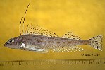 Image of Zaniolepis latipinnis (Longspine combfish)