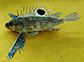 Apsha_u1.jpg