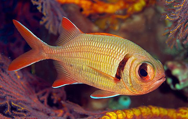 ../tools/UploadPhoto/uploads/shoulderbarsoldierfish.jpg